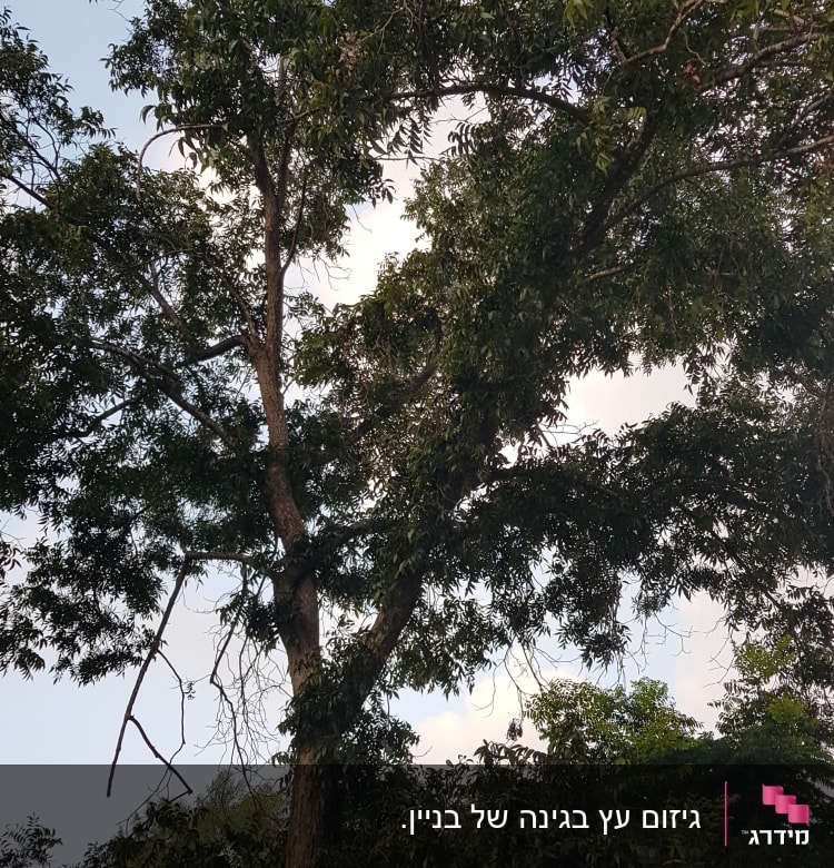 עץ גבוה עם ענפים דקים ויבשים לגיזום